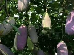 八月瓜种植：八月瓜施用有机肥说明！