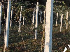 三叶木通果（八月瓜）种植技术介绍