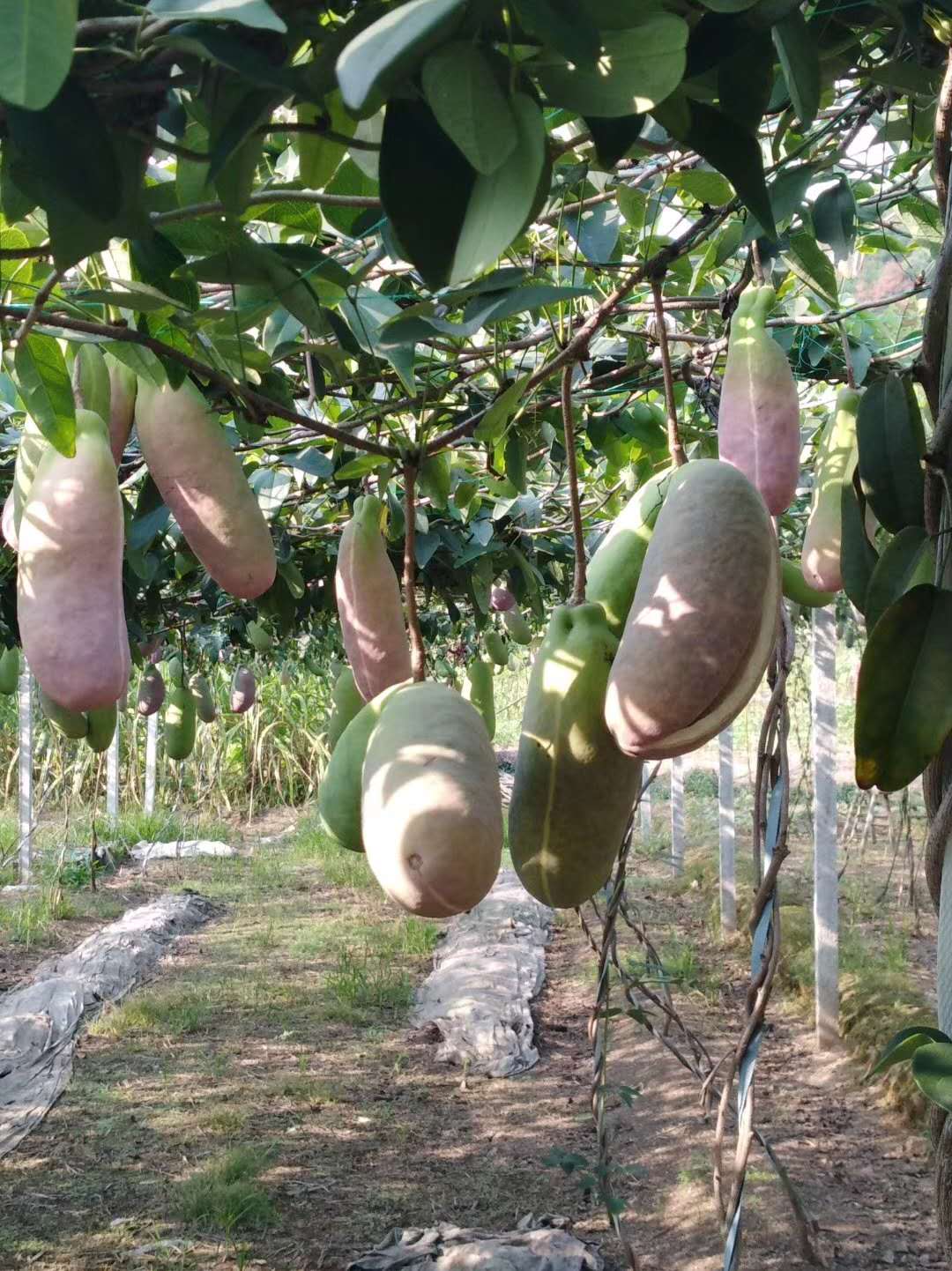 种植八月瓜产业经济新模式
